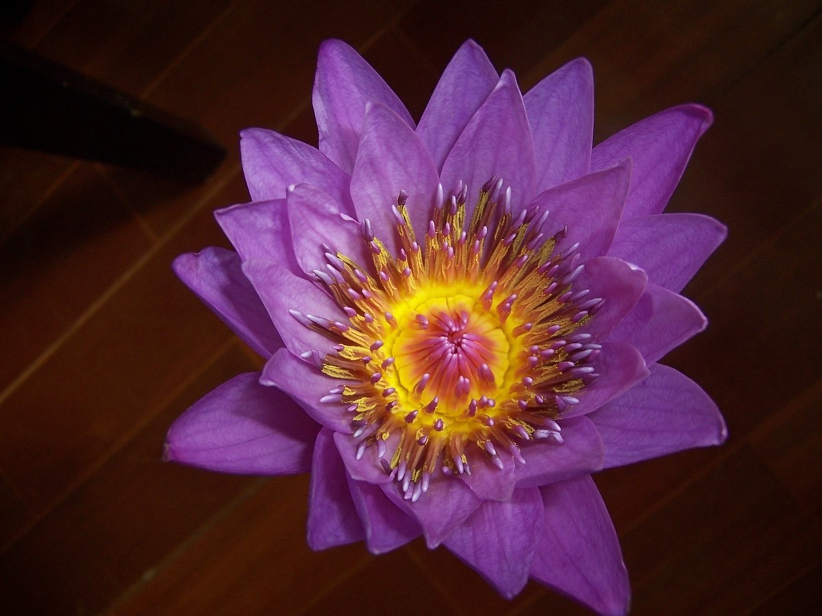 〈房间里拍花，自取自乐〉