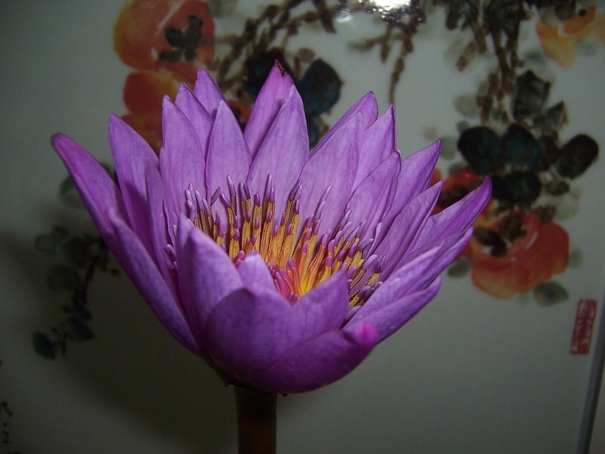 〈房间里拍花，自取自乐〉