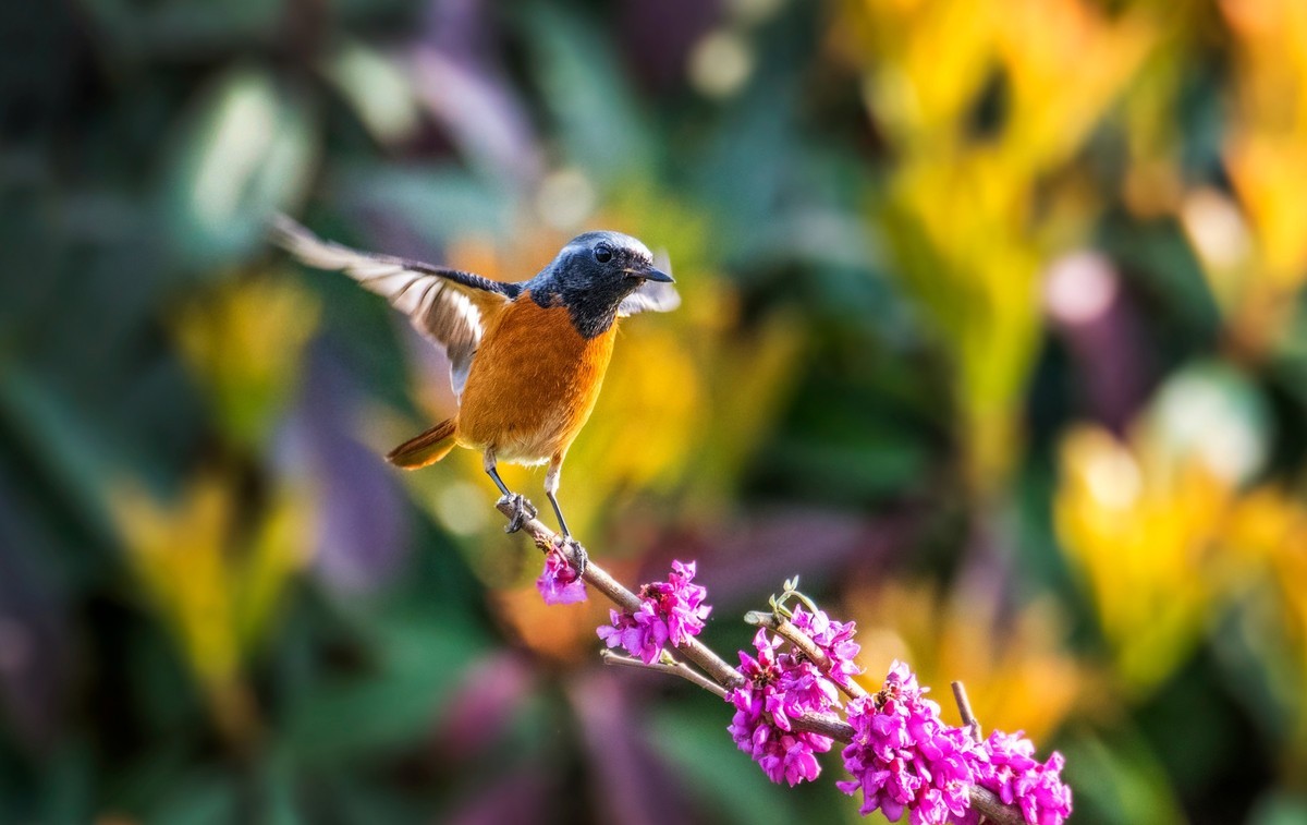 #花开春光寻美景#——草长莺飞  春光明媚