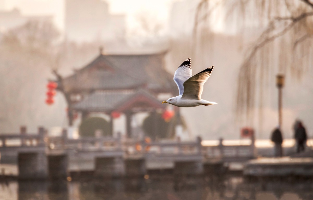 #花开春光寻美景#——草长莺飞  春光明媚