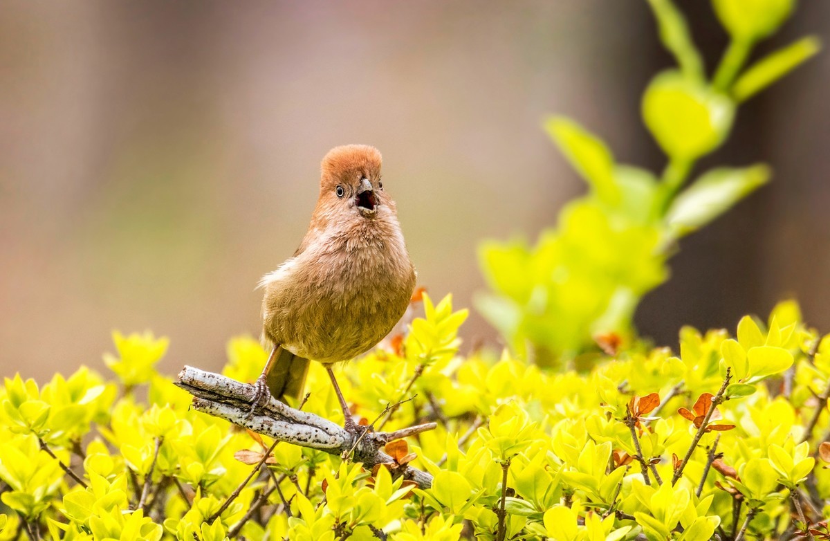 #花开春光寻美景#——草长莺飞  春光明媚