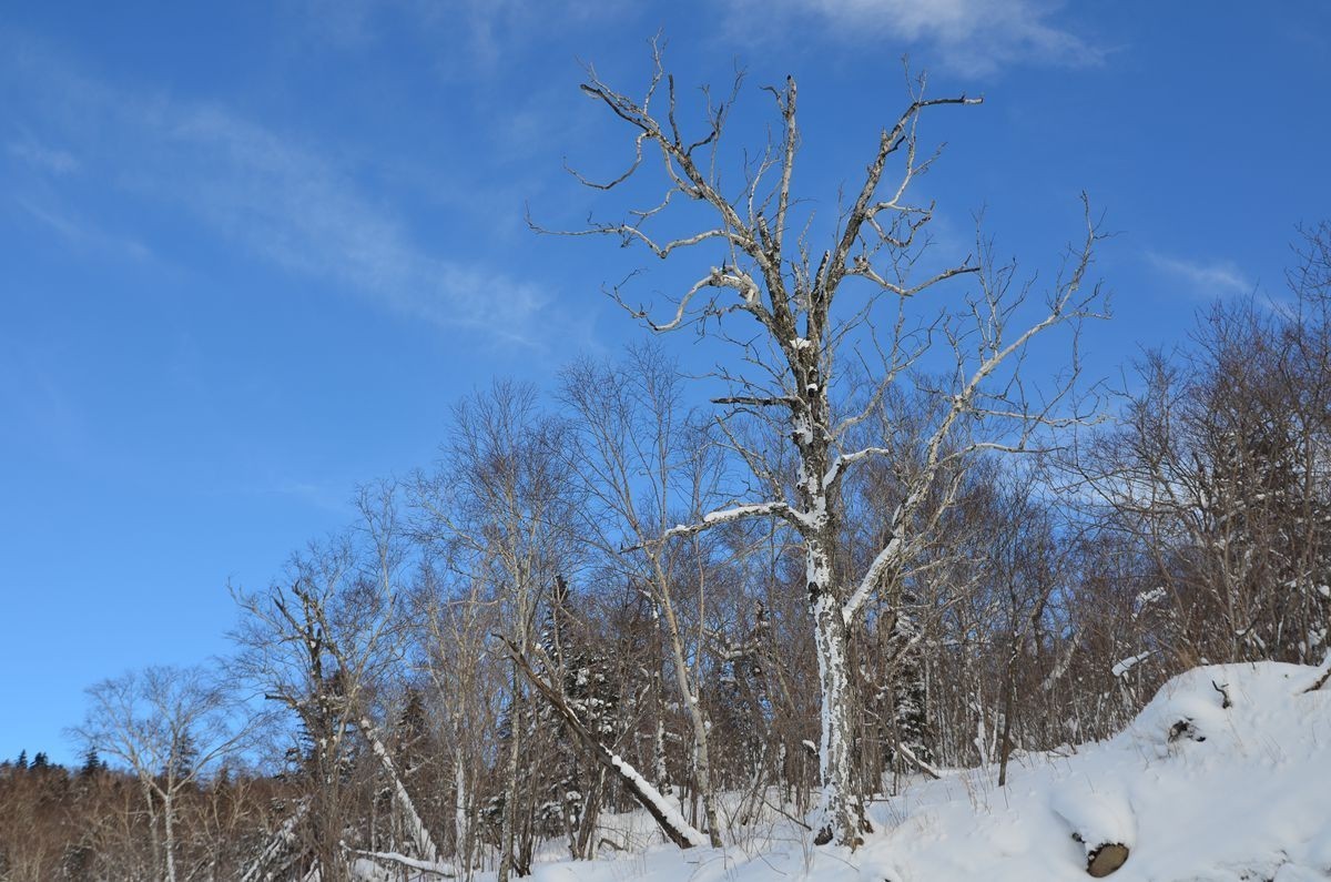亚布力——二浪河子雪乡游拍（4）