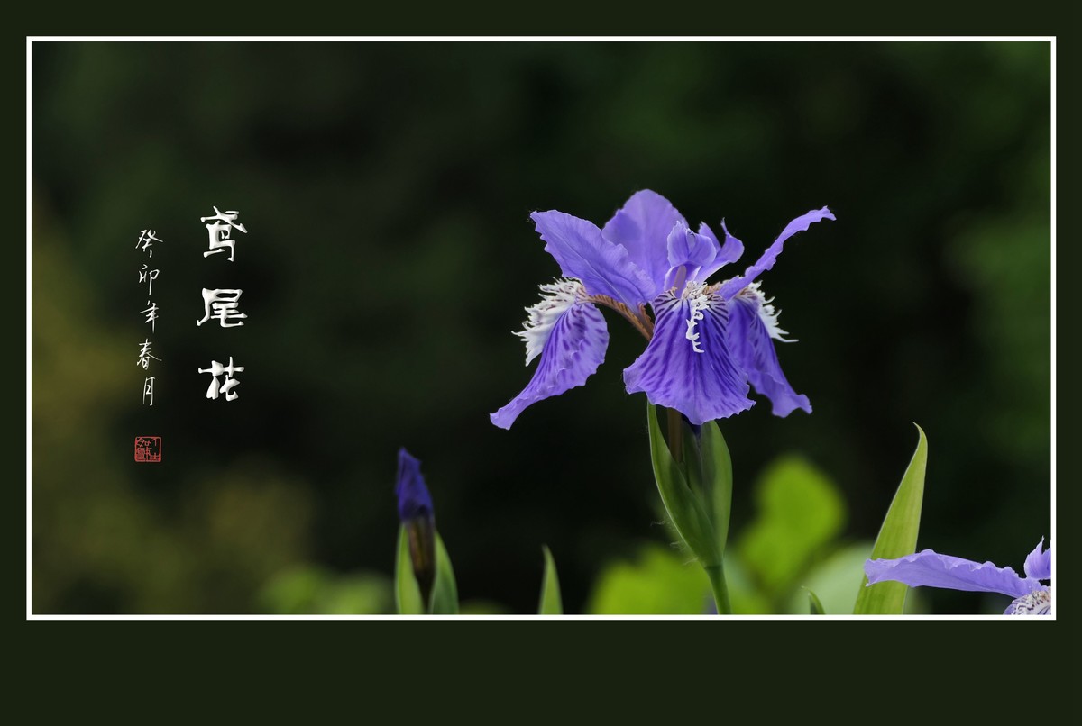 如同紫蝶草上舞的鸢尾花