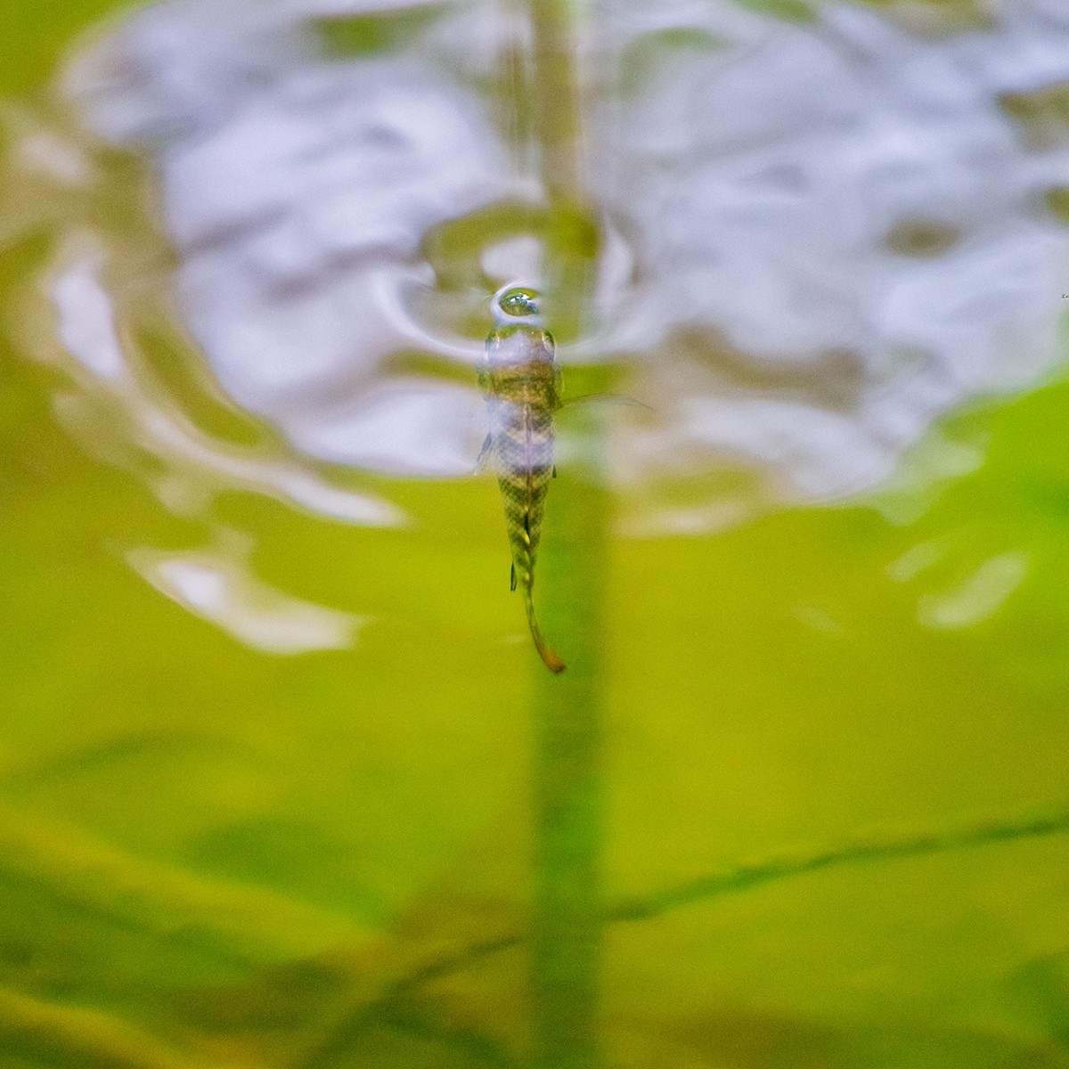 池塘乱拍！！！！！！！！