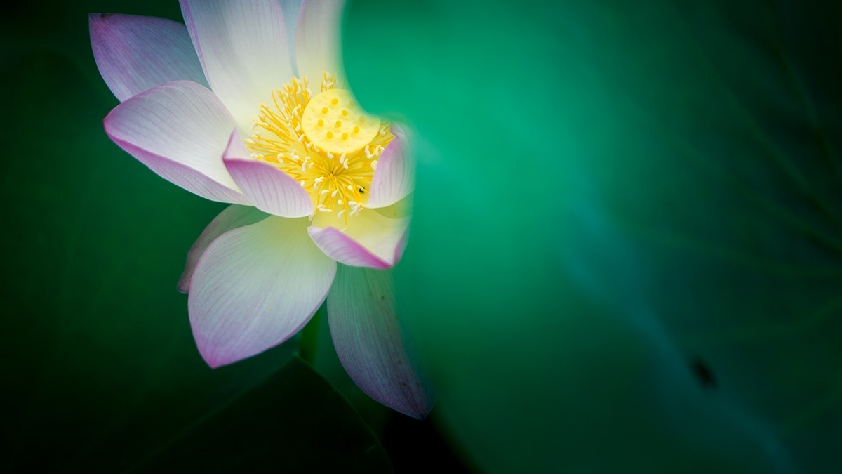 池塘乱拍！！！！！！！！