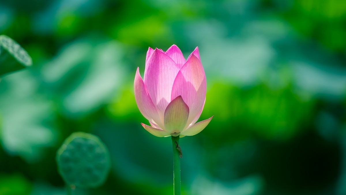 池塘乱拍！！！！！！！！