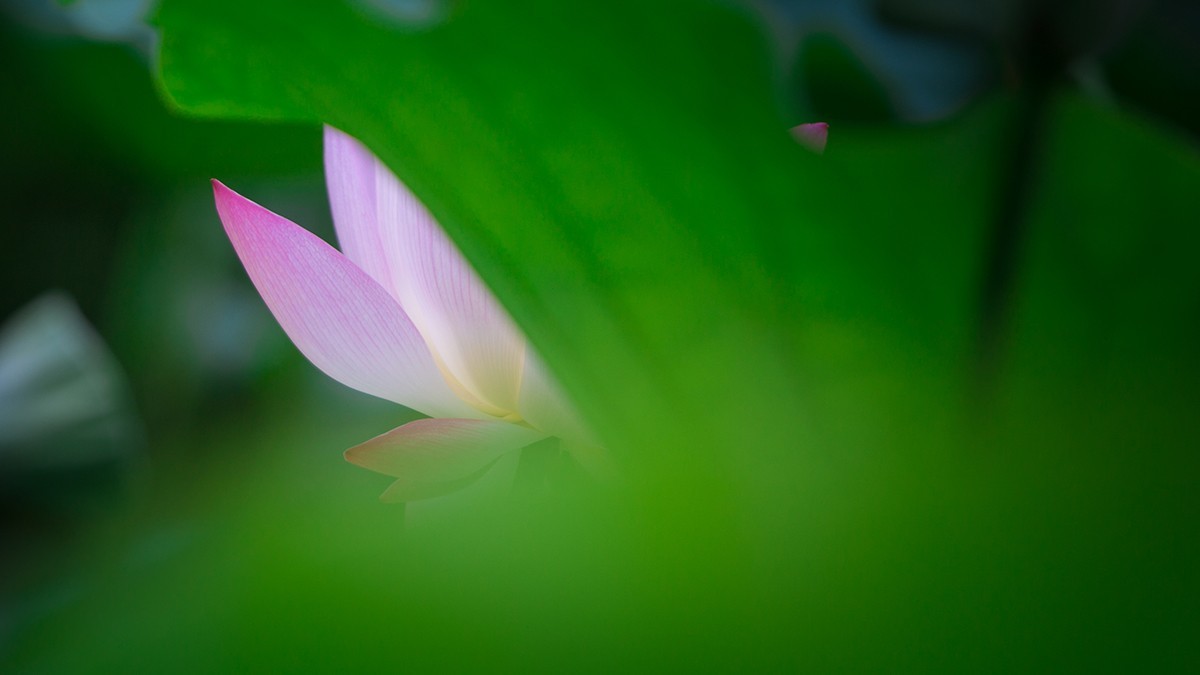 池塘乱拍！！！！！！！！