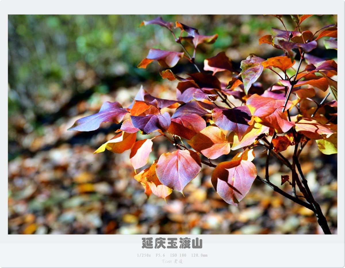 延庆玉渡山斑斓秋色