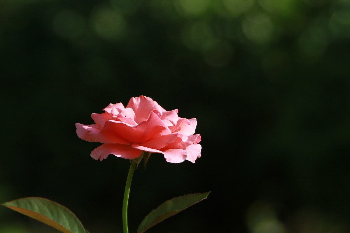 关东百花园（347）——深秋月季花