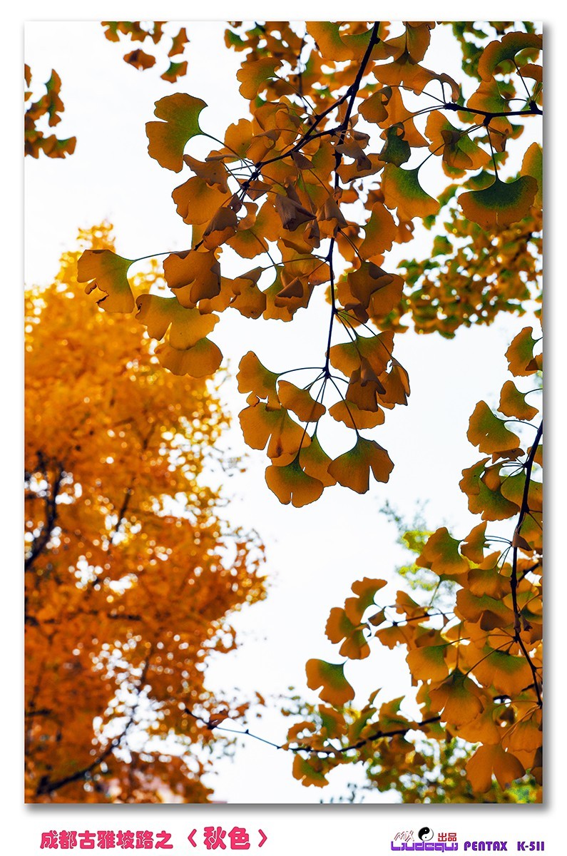 古雅坡路之〈秋色〉