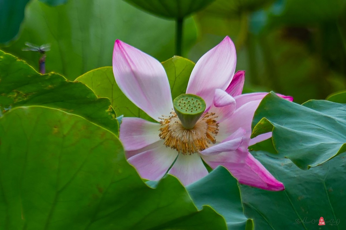 爱莲摄荷花（二）