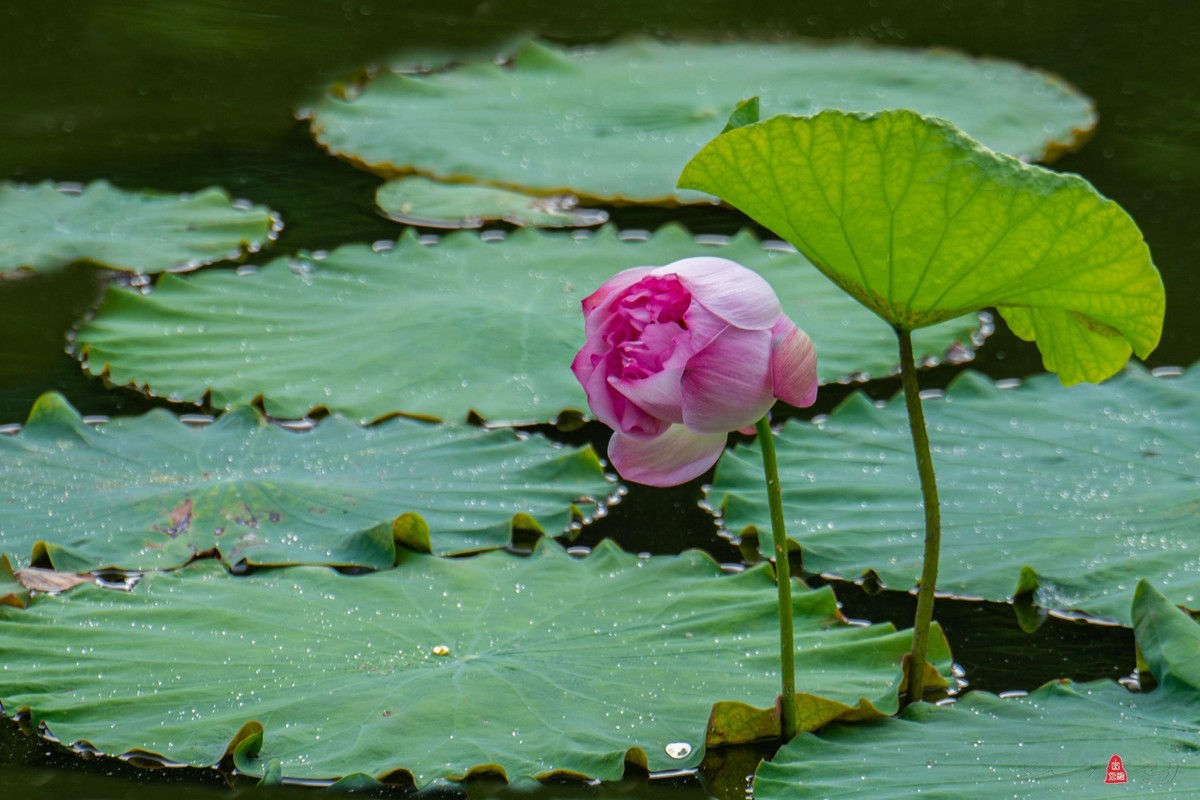 爱莲摄荷花（二）