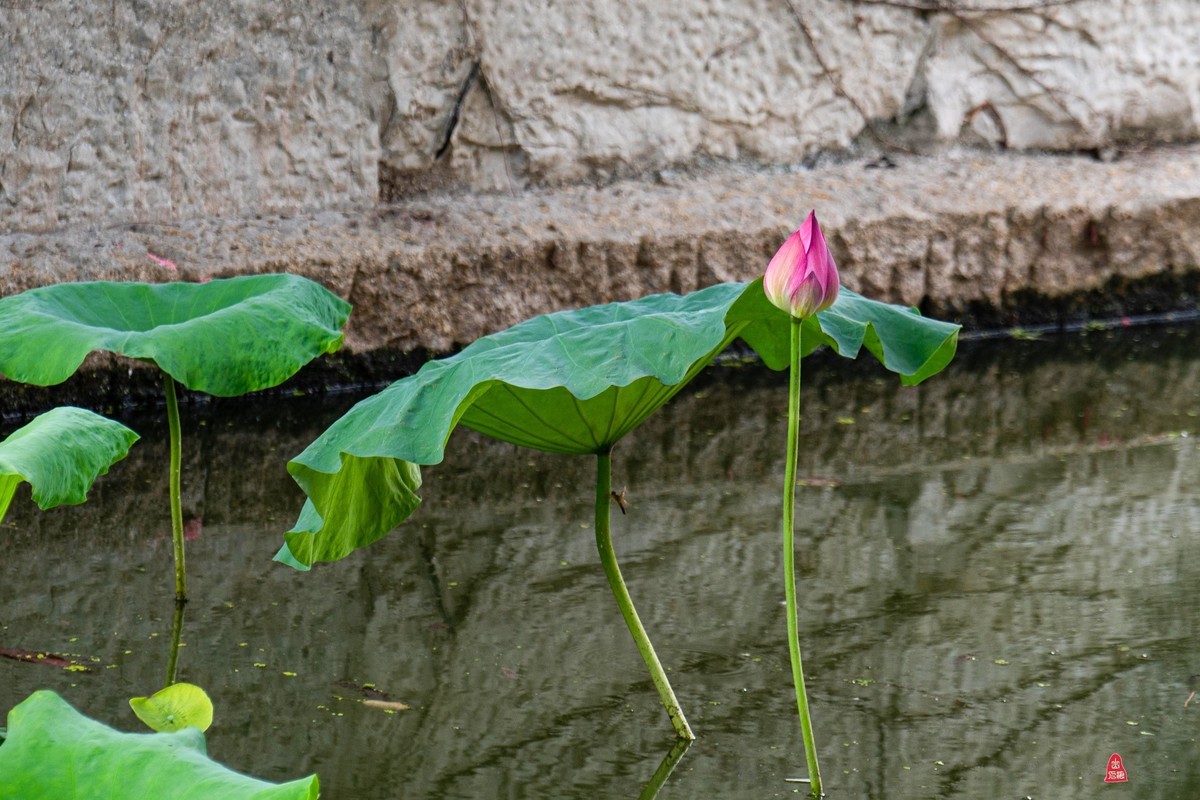 爱莲摄荷花（二）