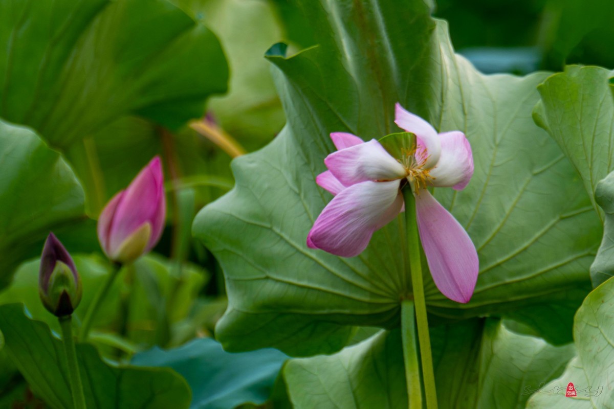爱莲摄荷花（二）