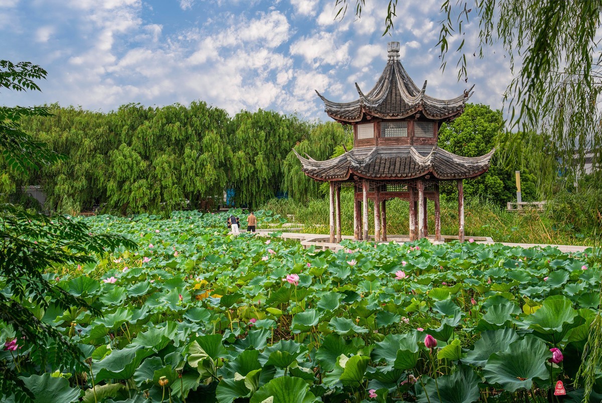 爱莲摄荷花（二）