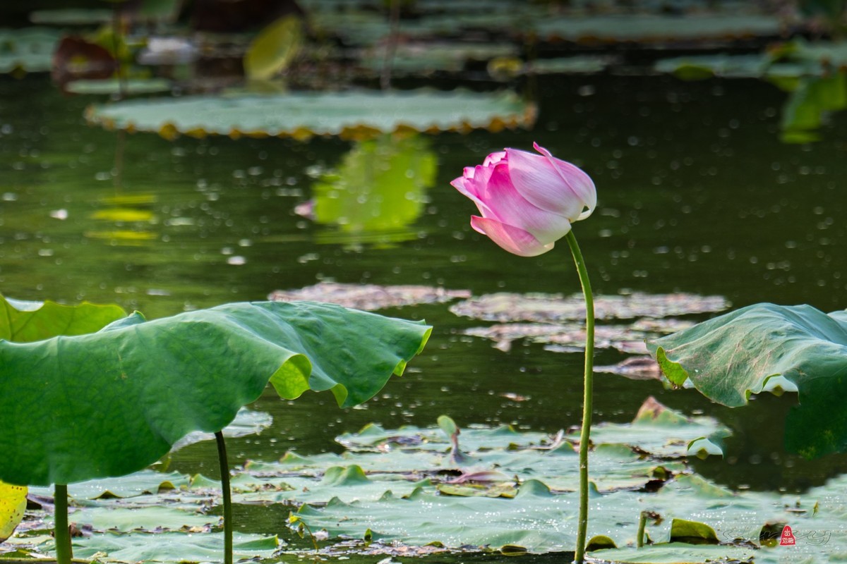 爱莲摄荷花（二）