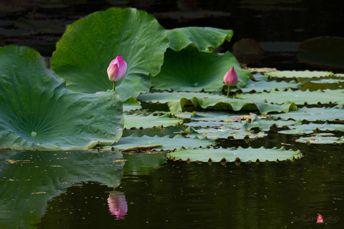爱莲摄荷花（二）