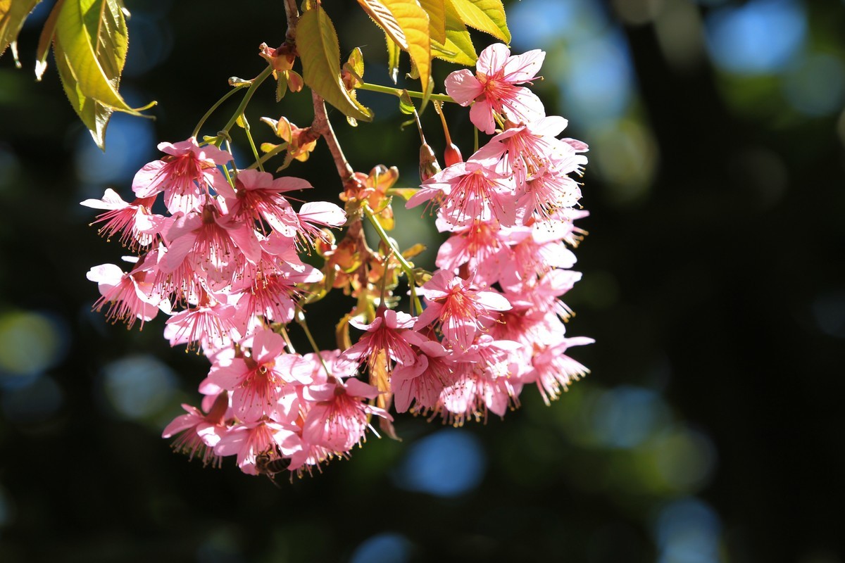 拍摄花卉一（430）