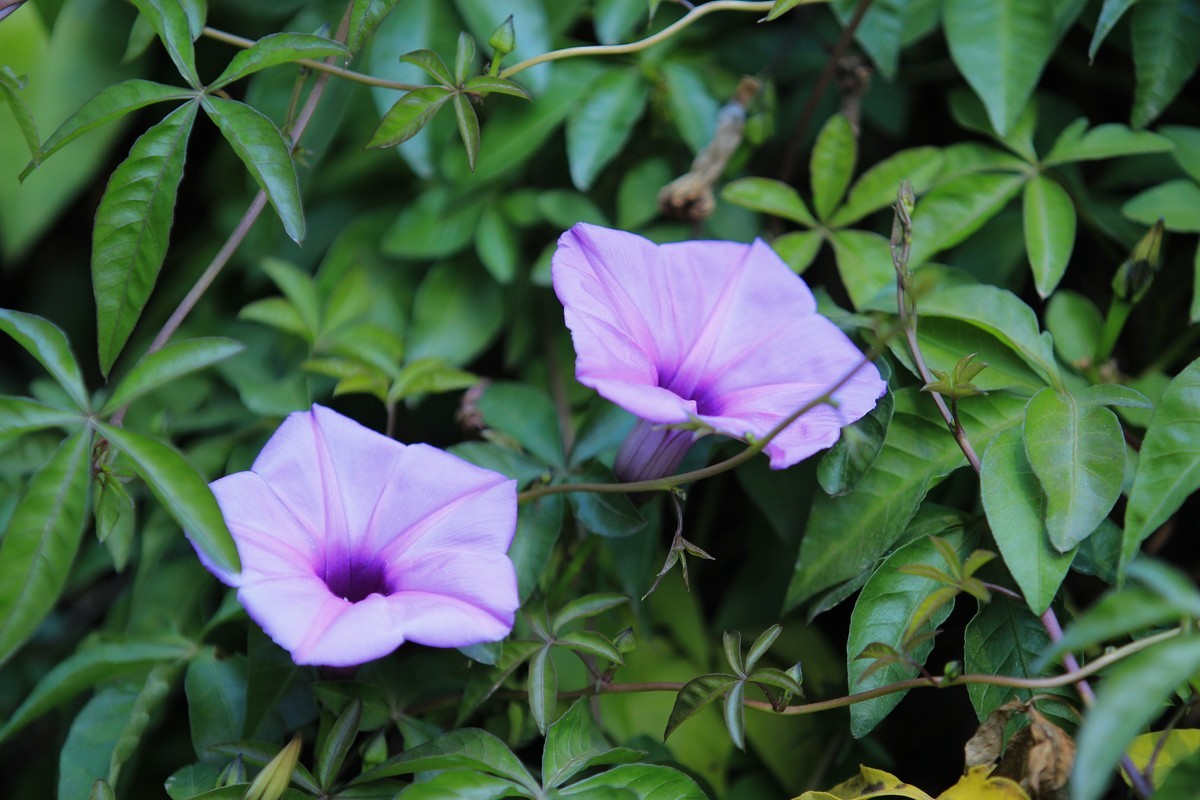 拍摄花卉一（430）