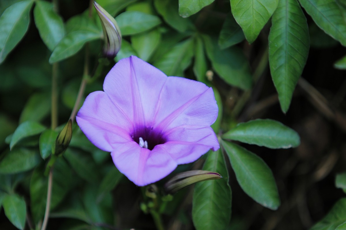 拍摄花卉一（430）