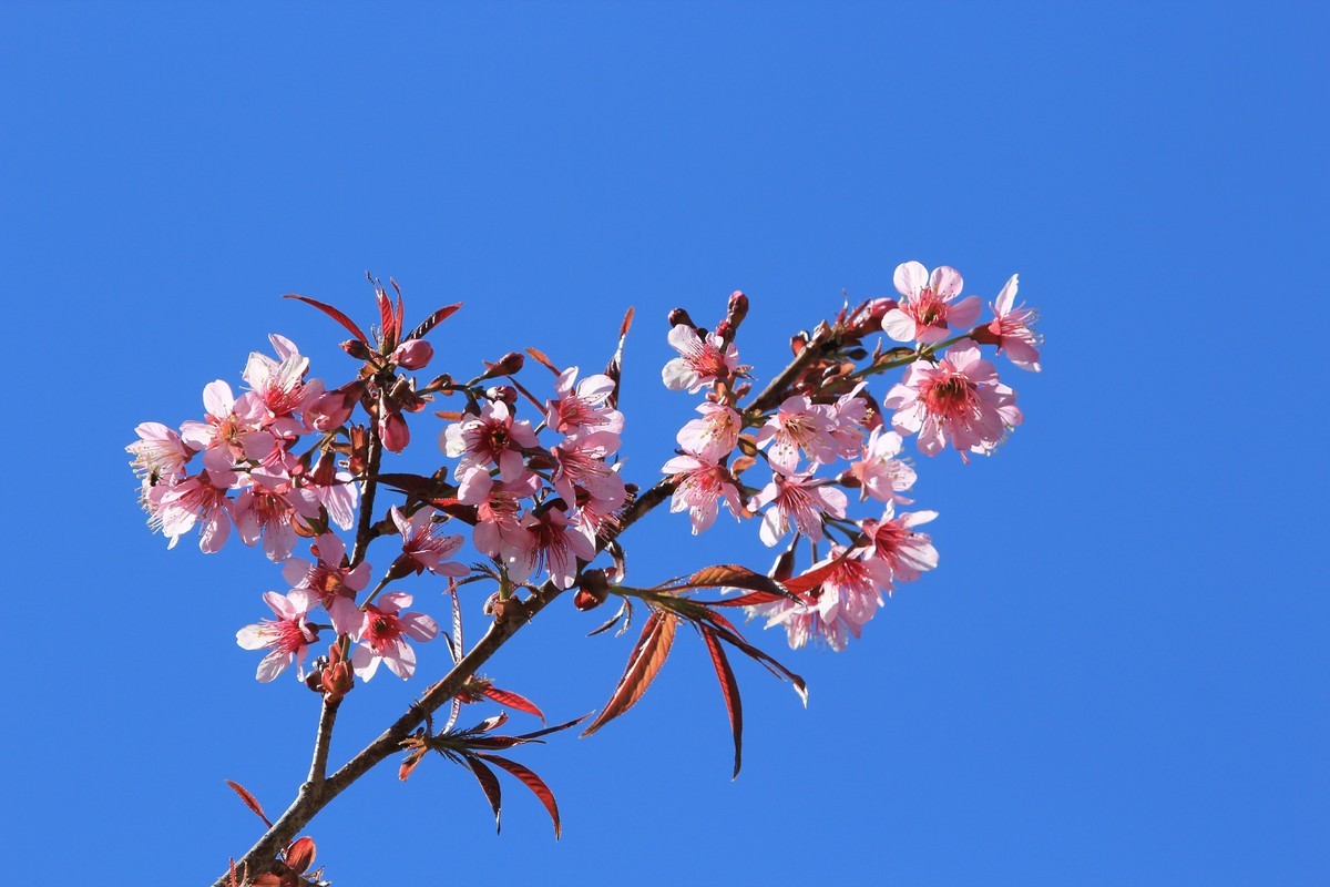 拍摄花卉一（430）