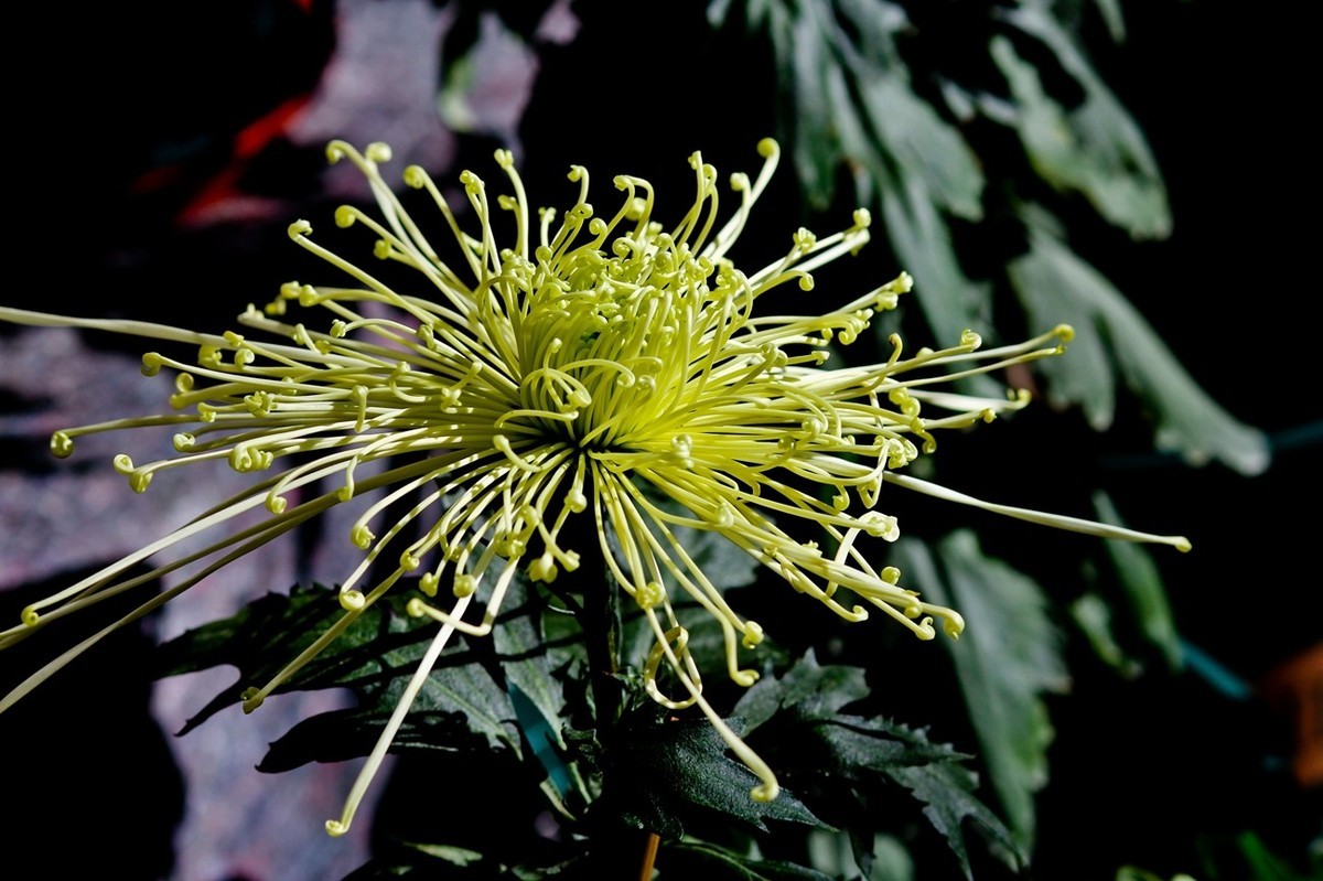 一年一度秋风劲——又闻菊香（三）