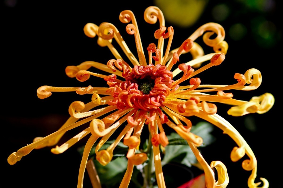 一年一度秋风劲——又闻菊香（三）