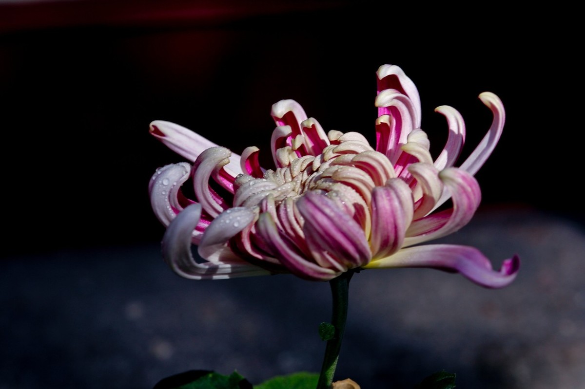 一年一度秋风劲——又闻菊香（三）