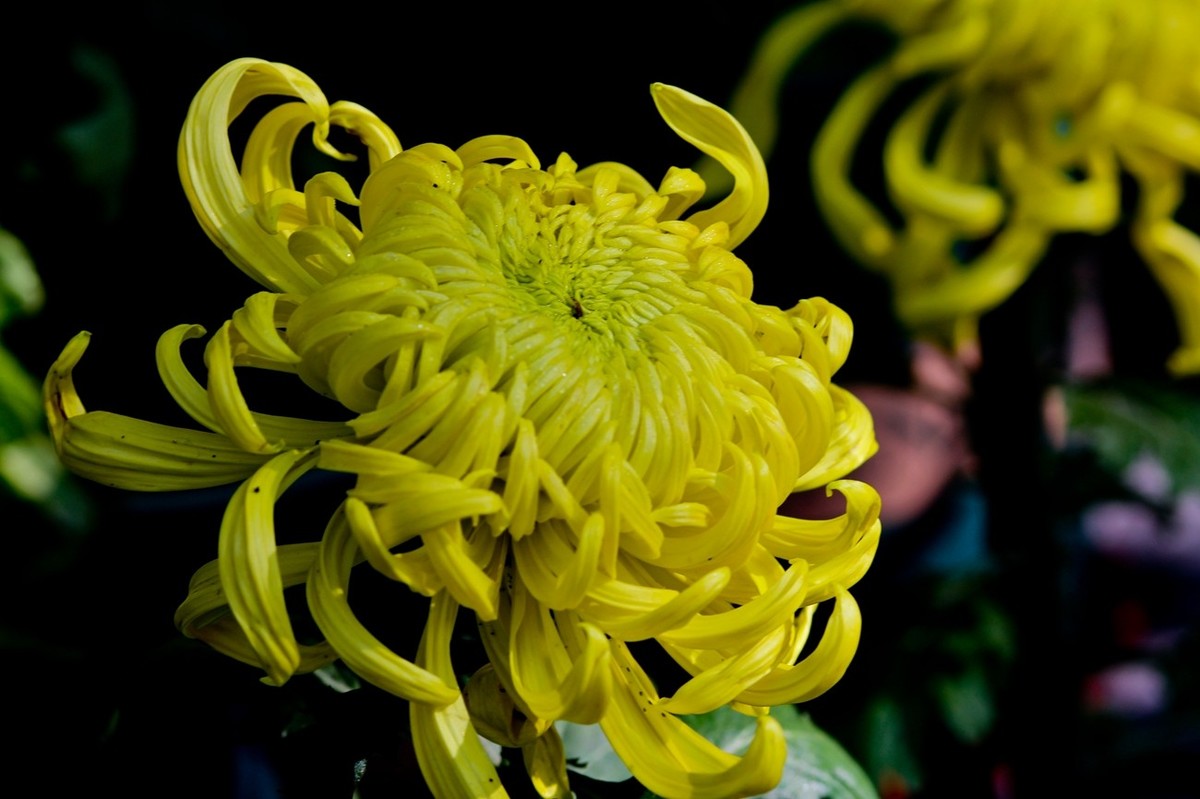 一年一度秋风劲——又闻菊香（三）