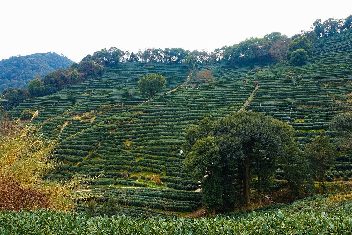 十里琅珰观茶园