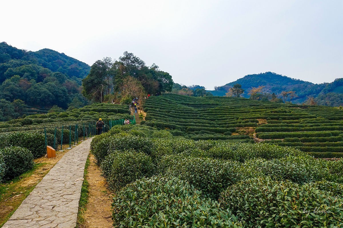 十里琅珰观茶园