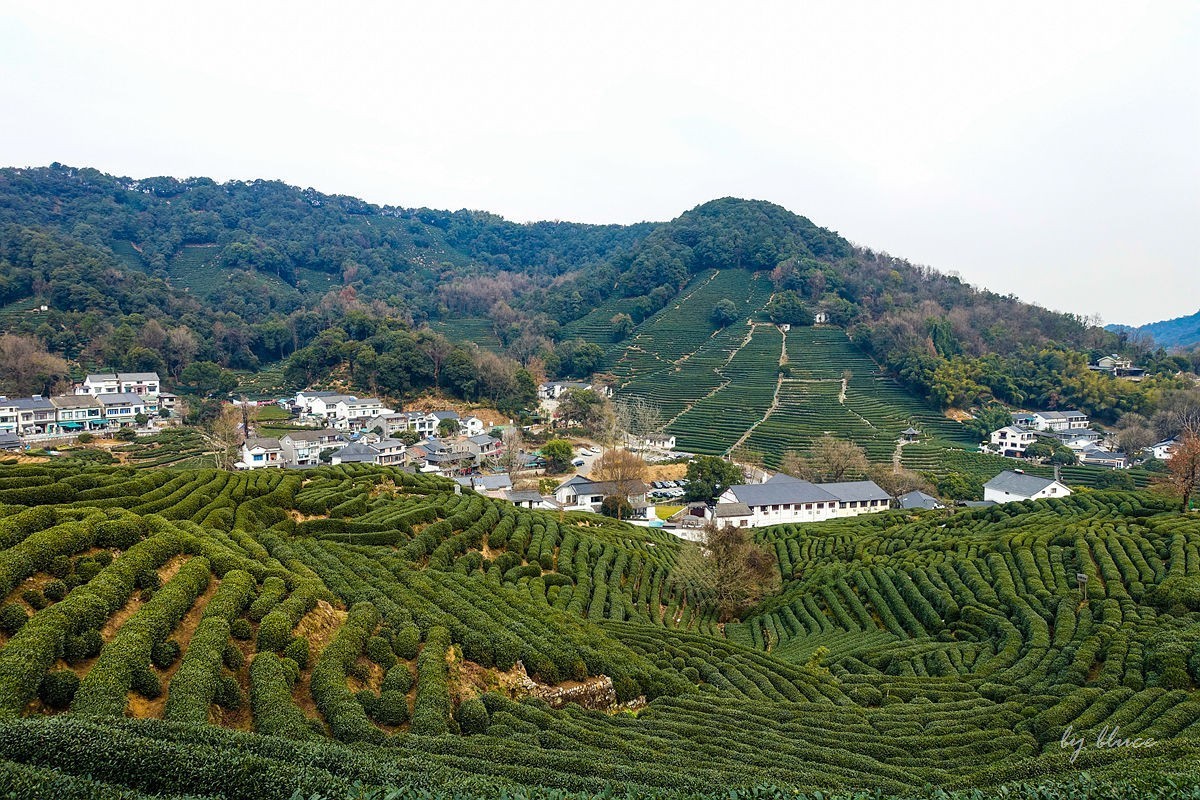 十里琅珰观茶园