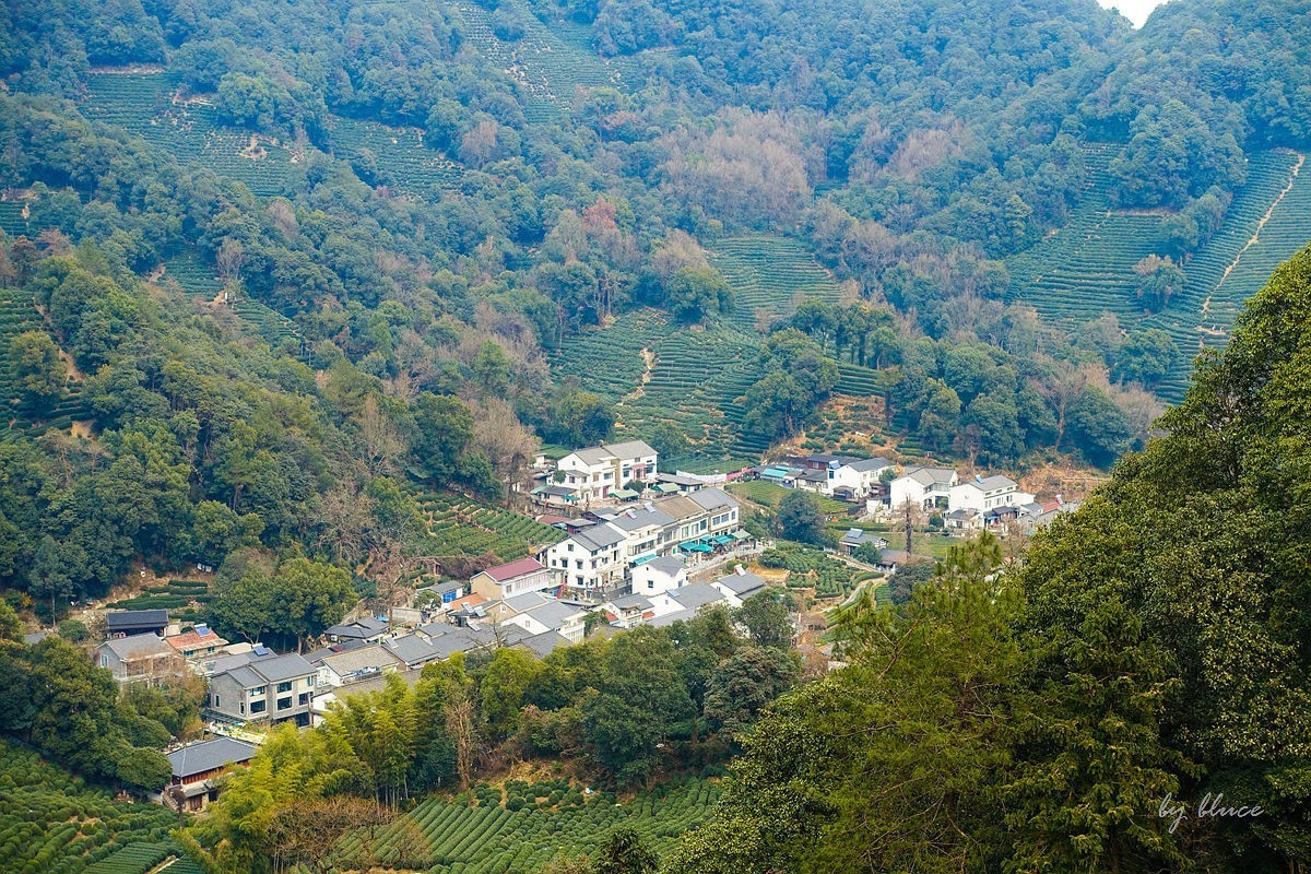 十里琅珰观茶园