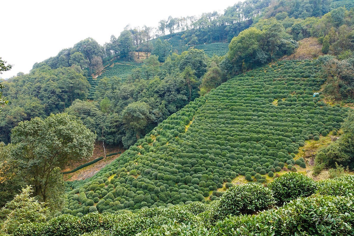 十里琅珰观茶园