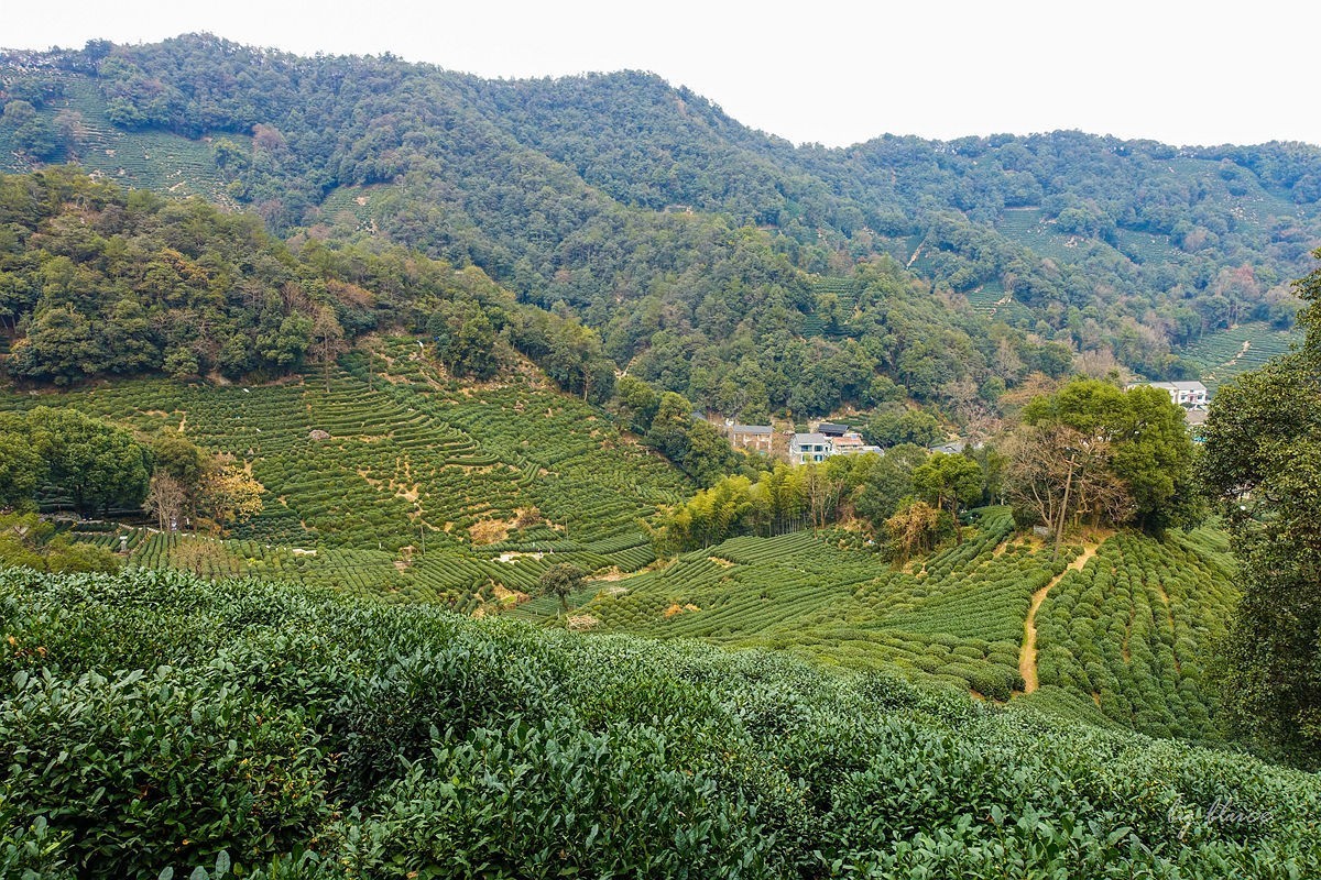 十里琅珰观茶园