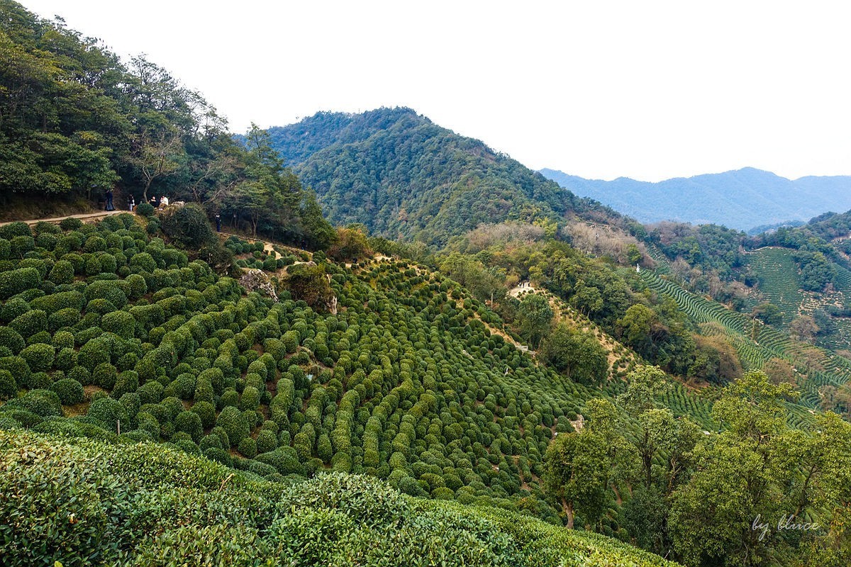 十里琅珰观茶园