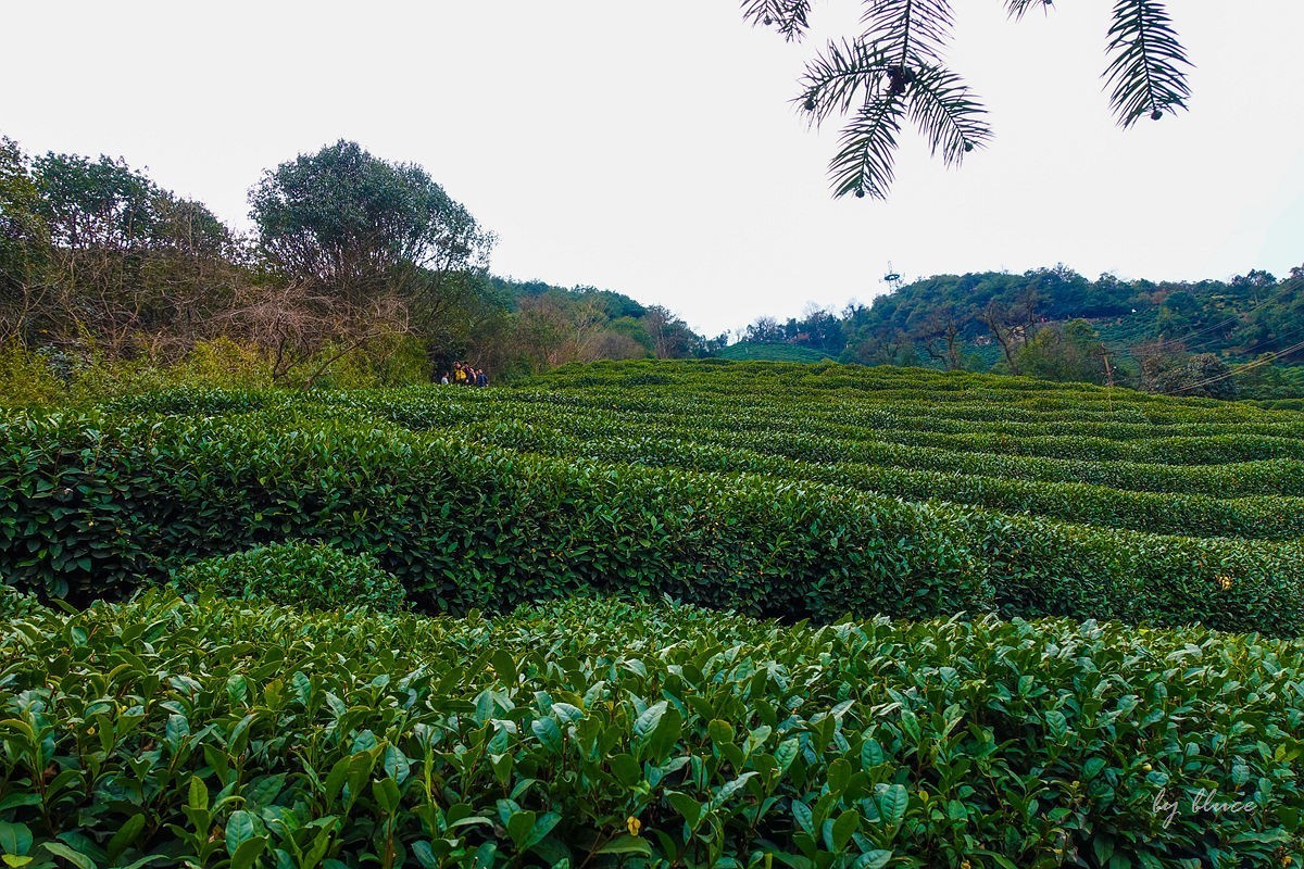 十里琅珰观茶园