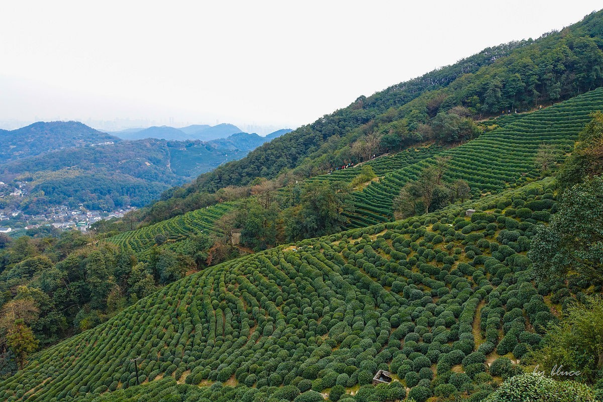 十里琅珰观茶园