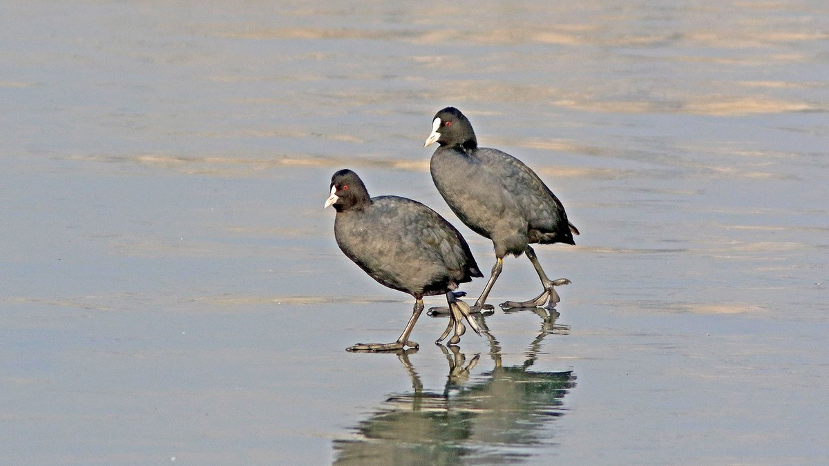 冰塘里的白骨顶水鸡