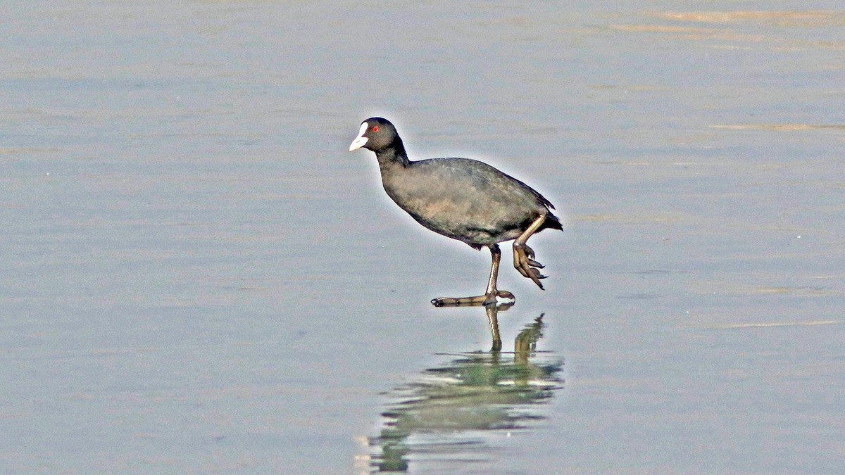 冰塘里的白骨顶水鸡
