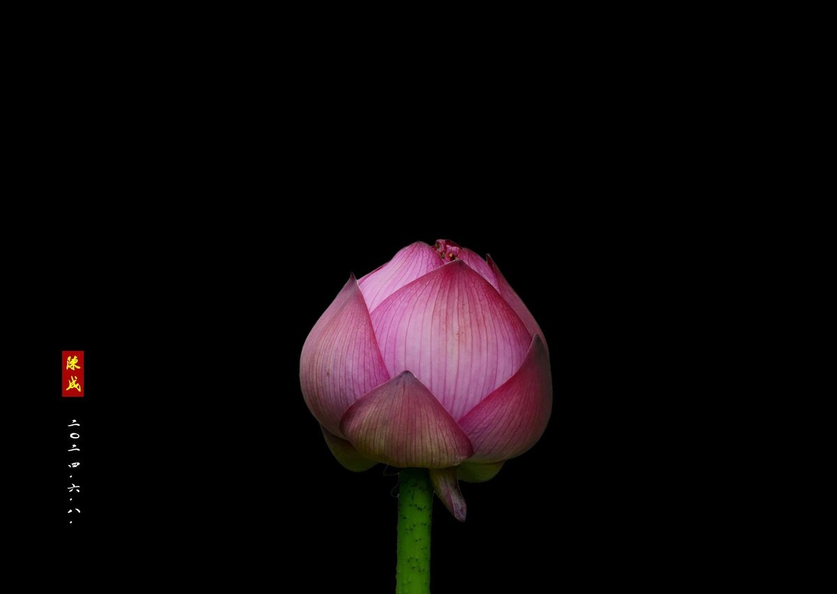 回忆旧荷                 二0二五..二.十六.