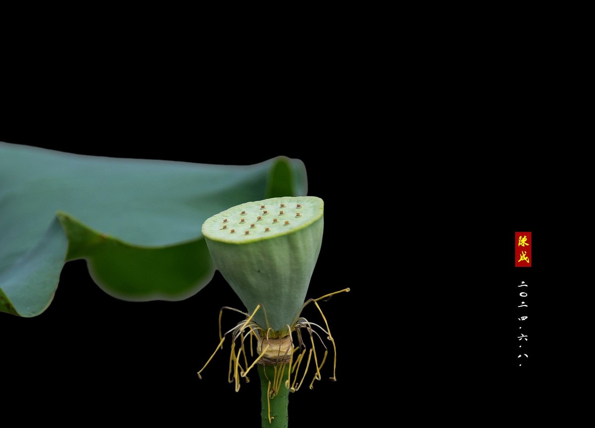 回忆旧荷                 二0二五..二.十六.