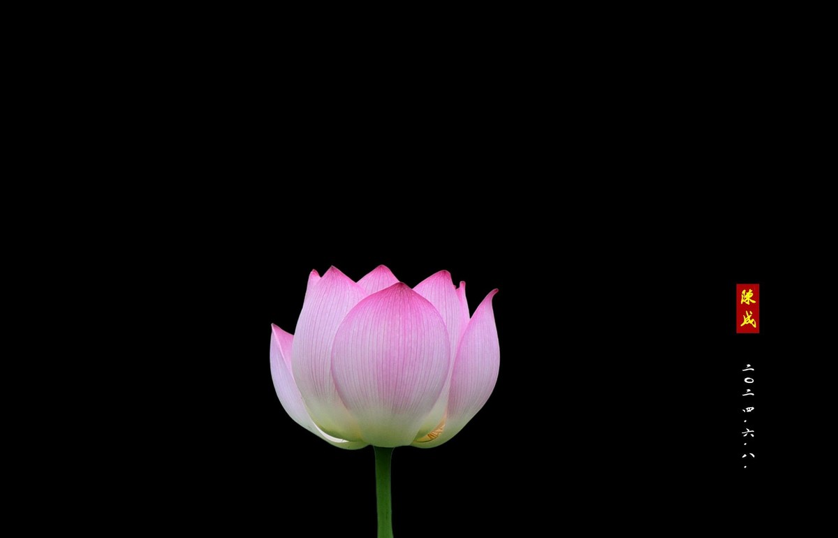 回忆旧荷                 二0二五..二.十六. 发表