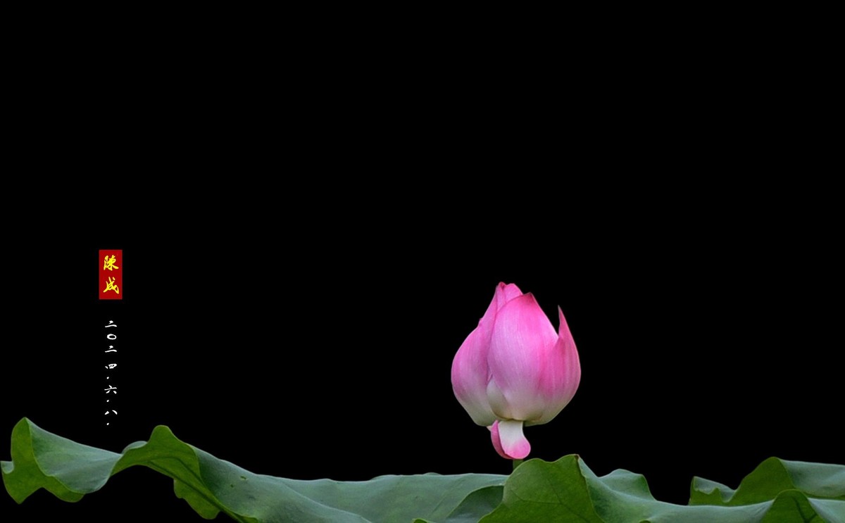 回忆旧荷                 二0二五..二.十六. 发表