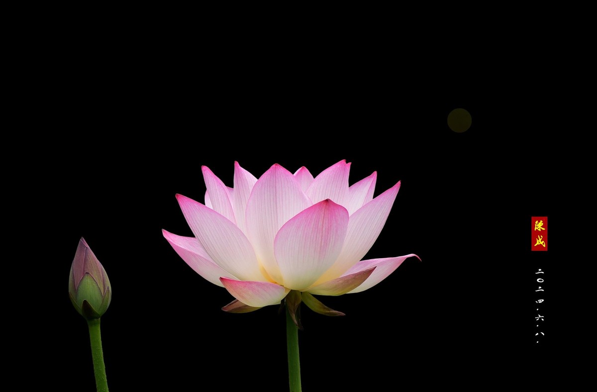 回忆旧荷                 二0二五..二.十六. 发表