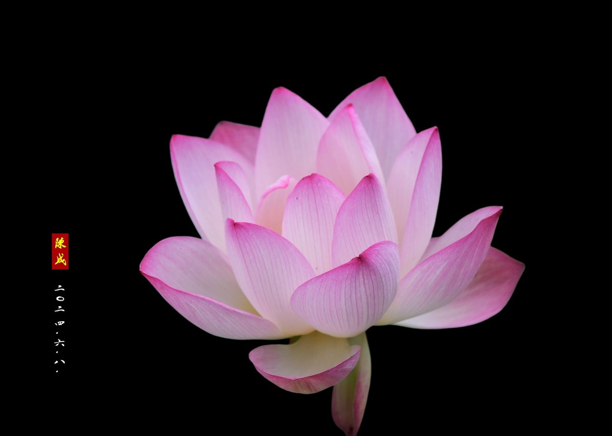 回忆旧荷                 二0二五..二.十六. 发表