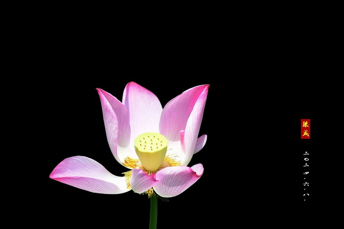 回忆旧荷                 二0二五..二.十六. 发表