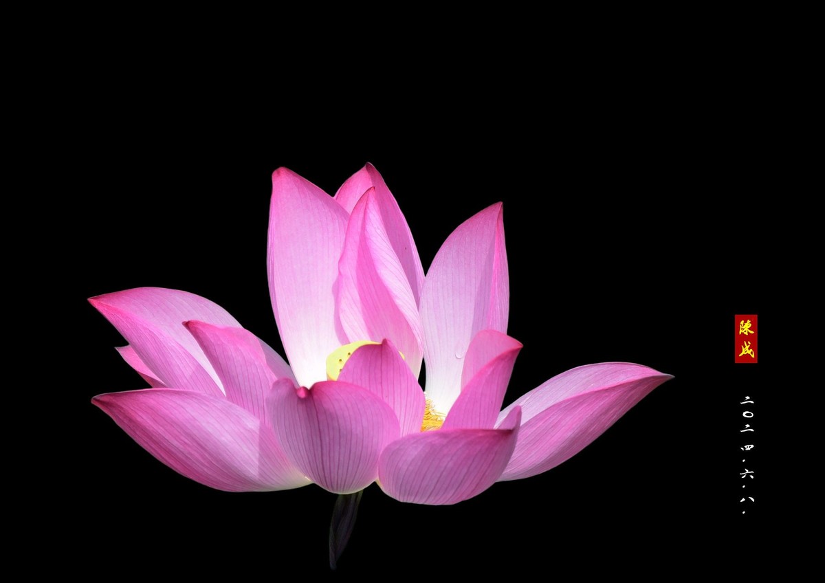 回忆旧荷                 二0二五..二.十六. 发表