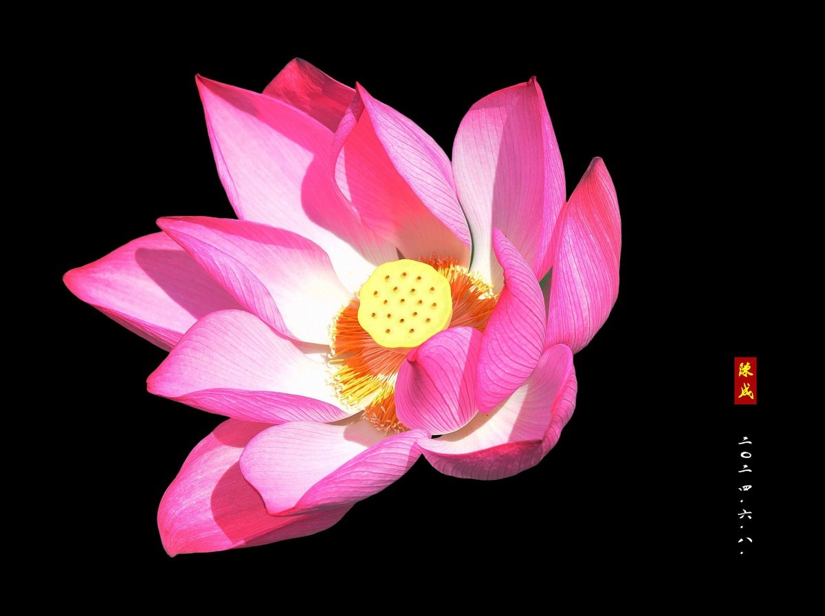 回忆旧荷                 二0二五..二.十六. 发表