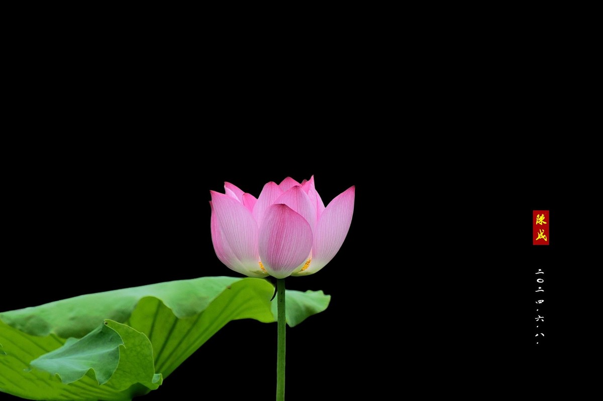 回忆旧荷                 二0二五..二.十六. 发表